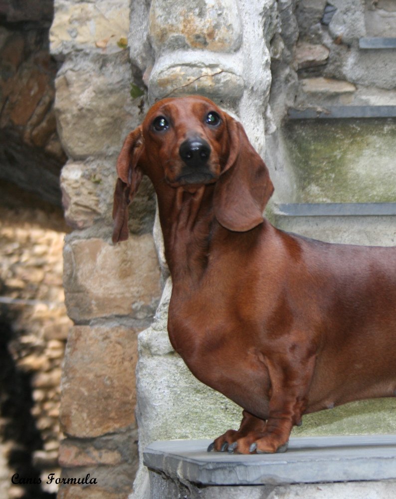 dachshund primo piano